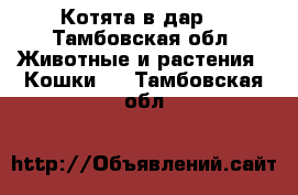 Котята в дар. - Тамбовская обл. Животные и растения » Кошки   . Тамбовская обл.